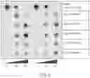 Fig. 06 - CONSTRUCTS AND CELLS FOR ENHANCED PROTEIN EXPRESSION