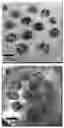 Fig. 01 - Methods for improving callus formation and regeneration in plants