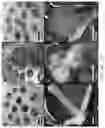 Fig. 02 - Methods for improving callus formation and regeneration in plants