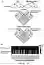 Fig. 09 - Methods of improving mycorrhization in plants and genetically modifed plants with improved mycorrhization