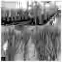 Fig. 01 - METHOD OF ENHANCING STRESS TOLERANCE OF MONOCOTYLEDONOUS PLANTS