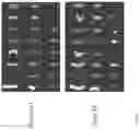 Fig. 27 - Somatic haploid human cell line