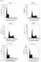 Fig. 32 - Somatic haploid human cell line