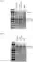 Fig. 07 - Methods and products for expressing proteins in cells