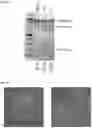 Fig. 05 - Methods and products for expressing proteins in cells