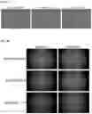 Fig. 08 - Methods and products for expressing proteins in cells