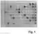 Fig. 02 - FERMENTATION PROCESS FOR PRODUCING MONOSACCHARIDES IN FREE FORM FROM NUCLEOTIDE-ACTIVATED SUGARS