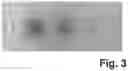 Fig. 04 - FERMENTATION PROCESS FOR PRODUCING MONOSACCHARIDES IN FREE FORM FROM NUCLEOTIDE-ACTIVATED SUGARS
