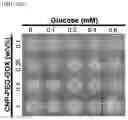 Fig. 20 - GLUCOSE DETECTING COMPLEX AND CONTACT LENS-TYPE SENSOR COMPRISING SAME FOR DETECTING GLUCOSE IN TEARS