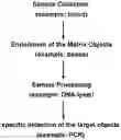 Fig. 01 - Detection method and device