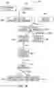 Fig. 06 - SPECIFIC DETECTION OF RIBONUCLEIC ACID SEQUENCES USING NOVEL CRISPR ENZYME-MEDIATED DETECTION STRATEGIES