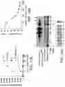 Fig. 23 - Methods of treating cancers containing fusion genes