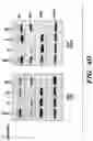 Fig. 12 - DETECTION OF MET AMPLIFICATION TO PREDICT RESPONSIVENESS OF CANCER TO DRUGS