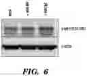 Fig. 14 - DETECTION OF MET AMPLIFICATION TO PREDICT RESPONSIVENESS OF CANCER TO DRUGS