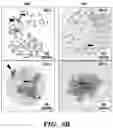 Fig. 17 - DETECTION OF MET AMPLIFICATION TO PREDICT RESPONSIVENESS OF CANCER TO DRUGS