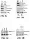 Fig. 18 - DETECTION OF MET AMPLIFICATION TO PREDICT RESPONSIVENESS OF CANCER TO DRUGS