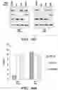 Fig. 21 - DETECTION OF MET AMPLIFICATION TO PREDICT RESPONSIVENESS OF CANCER TO DRUGS