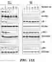 Fig. 22 - DETECTION OF MET AMPLIFICATION TO PREDICT RESPONSIVENESS OF CANCER TO DRUGS