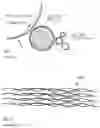 Fig. 02 - Fibrous webs having isotropic structure and apparatus and method for making same