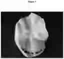Fig. 04 - Microfibrillated cellulose foams