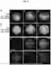 Fig. 08 - Compositions and methods for the detection of zinc