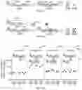 Fig. 19 - Pumilio domain-based modular protein architecture for RNA binding