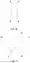 Fig. 09 - THIOLATED AROMATIC BLOCKING STRUCTURES FOR EAB BIOSENSORS