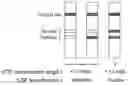 Fig. 01 - Semi-quantitative lateral-flow immunoassay for the detection of CSF leaks