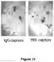 Fig. 19 - Methods for assaying cellular binding interactions