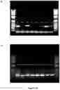 Fig. 25 - Methods for assaying cellular binding interactions