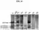 Fig. 09 - DETECTION METHODS EMPLOYING HCV CORE LIPID AND DNA BINDING DOMAIN MONOCLONAL ANTIBODIES
