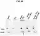 Fig. 13 - DETECTION METHODS EMPLOYING HCV CORE LIPID AND DNA BINDING DOMAIN MONOCLONAL ANTIBODIES