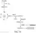 Fig. 14 - DIAGNOSTIC AND THERAPEUTIC METHODS FOR KRAS POSITIVE CANCERS