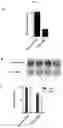 Fig. 04 - Biomarkers And Targets For Proliferative Diseases