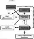 Fig. 08 - Method for diagnosis, prognosis and determination of treatment for cutaneous t-cell lymphoma