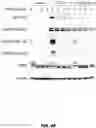 Fig. 19 - Fusion proteins and methods thereof