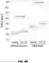 Fig. 22 - Fusion proteins and methods thereof