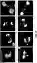 Fig. 23 - Fusion proteins and methods thereof