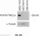 Fig. 47 - Fusion proteins and methods thereof