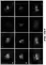 Fig. 57 - Fusion proteins and methods thereof