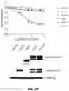 Fig. 67 - Fusion proteins and methods thereof