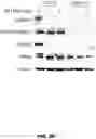 Fig. 72 - Fusion proteins and methods thereof