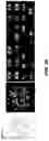Fig. 75 - Fusion proteins and methods thereof