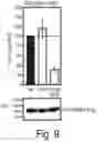 Fig. 09 - Full length kinase activity-conformation reporter