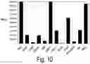 Fig. 10 - Full length kinase activity-conformation reporter