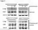 Fig. 03 - Method for detecting protein-protein interactions in a cell utilizing particle-forming polypeptide-bait fusion proteins and virus-like particles