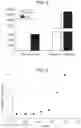 Fig. 06 - Isolation and characterization of the nuclear proteome