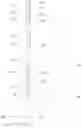 Fig. 01 - DISPLAY PANEL, AND PROCESS FOR MANUFACTURING DISPLAY PANEL