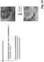 Fig. 12 - Device for combining light beams which interact with adjacently arranged pixels of a light modulator