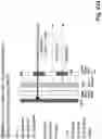 Fig. 43 - Device for combining light beams which interact with adjacently arranged pixels of a light modulator